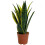 Gardeners Dream Sansevieria Golden Flame (12cm) V1 3