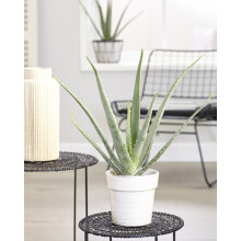 Aloe Vera Soothing Indoor Succulent House Plant In 12cm Pot