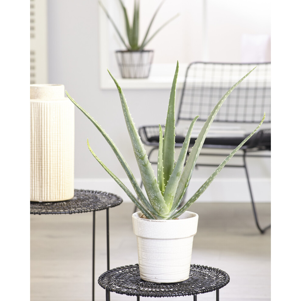 Aloe Vera Soothing Indoor Succulent House Plant In 12cm Pot
