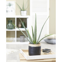 1 x Aloe Vera Barbadensis Miller Live Indoor Plant Gift
