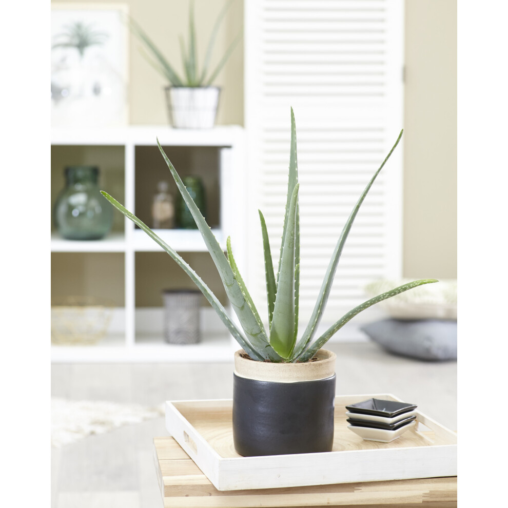 1 x Aloe Vera Barbadensis Miller Live Indoor Plant Gift