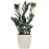 Gardeners Dream Zamioculcas Raven (14cm) 2