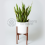 Gardeners Dream Sanseveria trifasciata Laurentii (13cm) 3