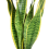 Gardeners Dream Sanseveria trifasciata Laurentii (13cm) 4