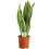 Gardeners Dream Sanseveria trifasciata Laurentii (13cm) 2