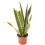 Sanseveria Laurentii (13cm) 3