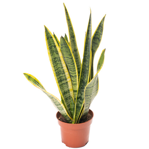 Sanseveria Laurentii (13cm) 2