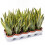 Sanseveria Laurentii (13cm) 4