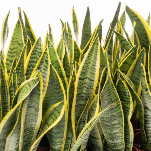 Sanseveria Laurentii (13cm) 1