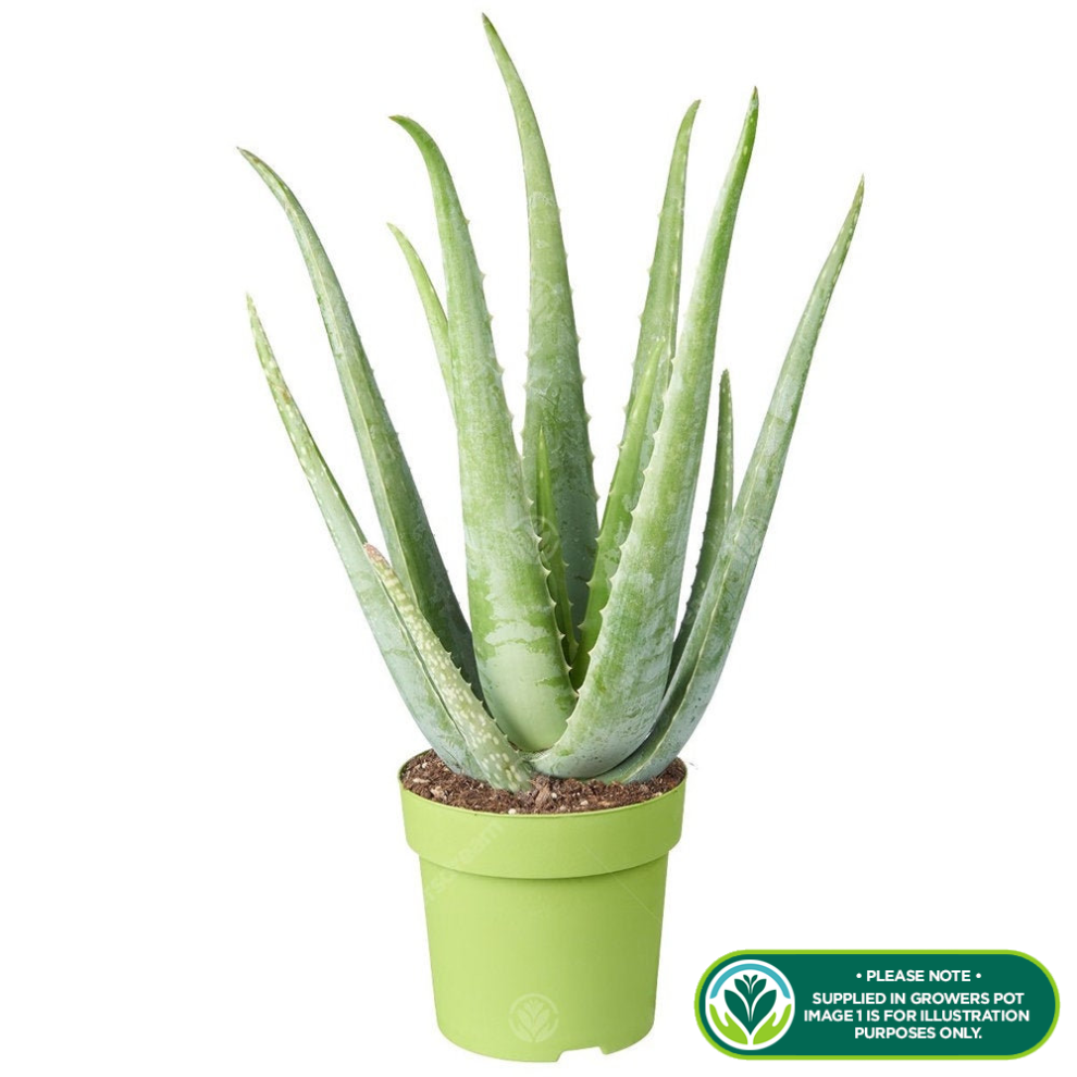 Medicinal Aloe Vera Therapeutic Indoor Office Plant In Pot