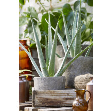 Fresh Live Aloe Vera Soothing Medicinal Potted House Plant 15-20cm
