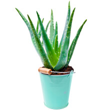 1 x Aloe Vera | 25-35cm Potted | Medicinal Indoor Plant Gift for Sale