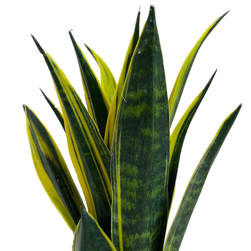 Gardeners Dream Sansevieria Golden Flame (12cm) 2