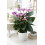 Gardeners Dream Anthurium Purple (13cm, V2) 2