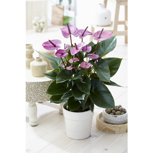Gardeners Dream Anthurium Purple (13cm, V2) 1