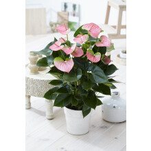 Anthurium Pink (13cm, V2)