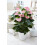 Gardeners Dream Anthurium Pink (13cm, V2) 1