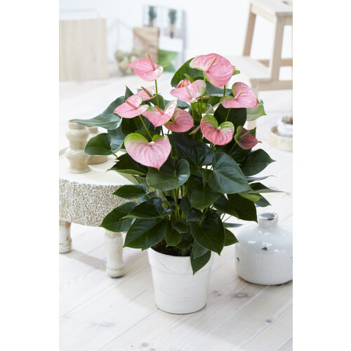 Gardeners Dream Anthurium Pink (13cm, V2)