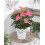 Gardeners Dream Anthurium Pink (13cm, V3) 1