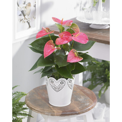 Gardeners Dream Anthurium Pink (13cm, V3) 1