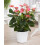 Gardeners Dream Anthurium Pink (13cm, V1) 1