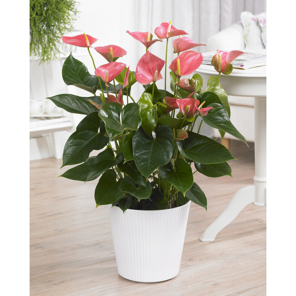 Anthurium Pink (13cm, V1)