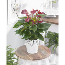 Anthurium Purple (13cm, V1)