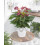 Gardeners Dream Anthurium Purple (13cm, V1) 2