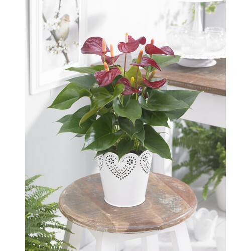 Gardeners Dream Anthurium Purple (13cm, V1) 1