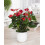 Gardeners Dream Anthurium Red (13cm, V2) 2