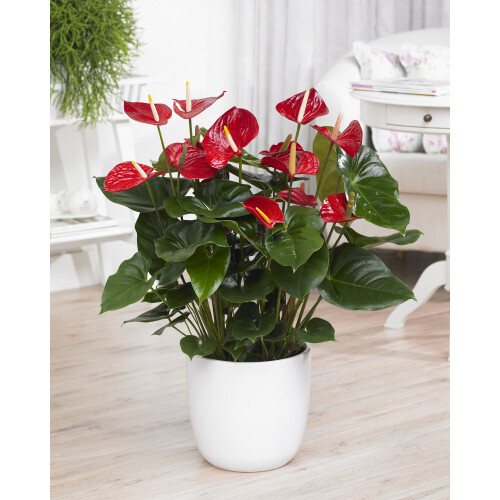Gardeners Dream Anthurium Red (13cm, V2) 1