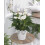Gardeners Dream Anthurium White (13cm, V1) 1