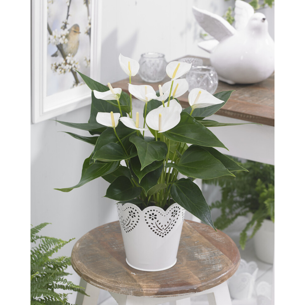 Anthurium White (13cm, V1)