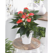 Anthurium Red (13cm, V3)