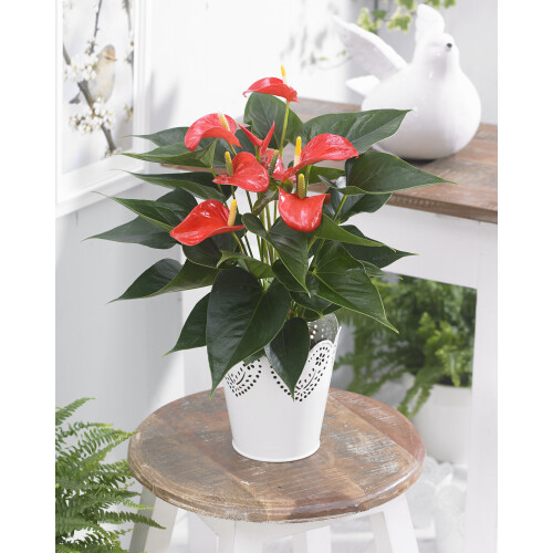 Gardeners Dream Anthurium Red (13cm, V3)