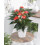 Gardeners Dream Anthurium Red (13cm, V3) 2
