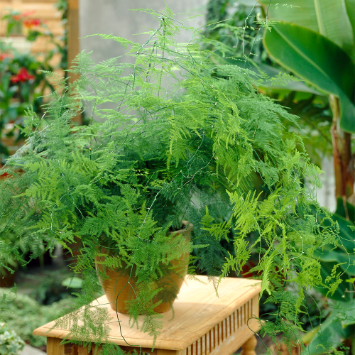 Gardeners Dream Asparagus plumosus (12cm, V1)