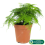 Gardeners Dream Asparagus plumosus (12cm, V1) 3