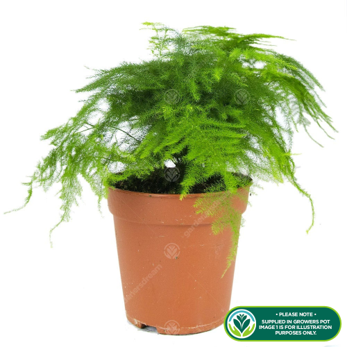 Gardeners Dream Asparagus plumosus (12cm, V1) 2
