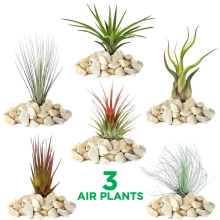 Tillandsia Mix - 3 Plants - Indoor Air Plant for House Vivarium Terrarium