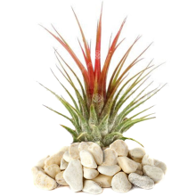 Tillandsia Ionantha - 1 Plant - Indoor Air Plant for House Vivarium Terrarium