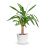 Gardeners Dream Yucca Elephantipes (12cm,40-50cm) V1 2
