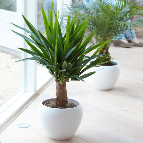 Gardeners Dream Yucca Elephantipes (12cm, 40-50cm) V2
