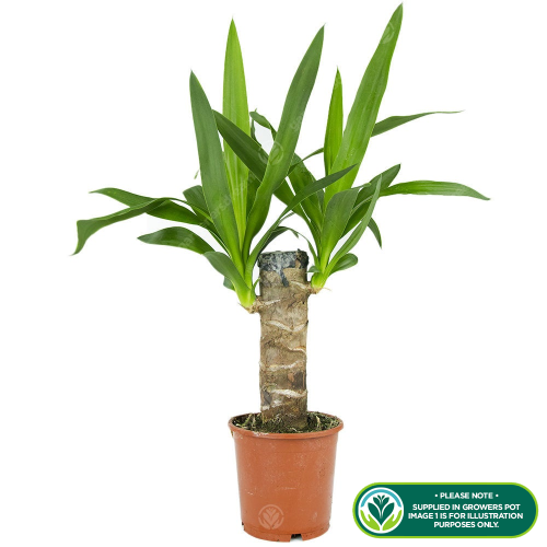 Gardeners Dream Yucca Elephantipes (12cm, 40-50cm) V2 2