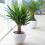 Gardeners Dream Yucca Elephantipes (12cm, 40-50cm) V2 2