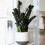 Gardeners Dream Zamioculcas Raven (14cm) V1 2