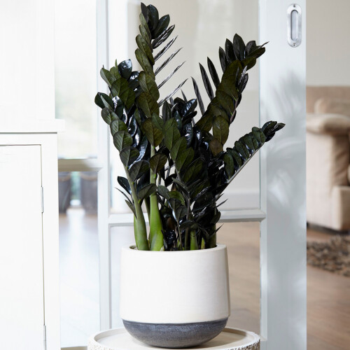 Gardeners Dream Zamioculcas Raven (14cm) V1 1