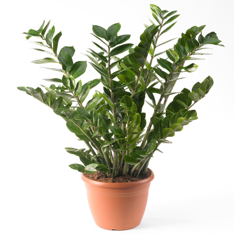 Gardeners Dream Zamioculca Zamiifolia Houseplant - Premium Indoor Potted House Plant In 13Cm