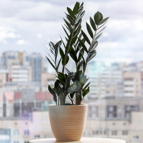 Gardeners Dream Zamioculcas Raven (14cm) V2 1