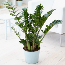 Zamioculca Zamiifolia Indoor Plant - Decorative House Tree 1 x 13cm Potted Plant